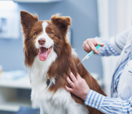 Are Pet Vaccines Evolving in 2025?